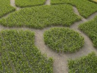 Maislabyrinth Venne 2014