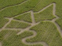Maislabyrinth Venne 2014