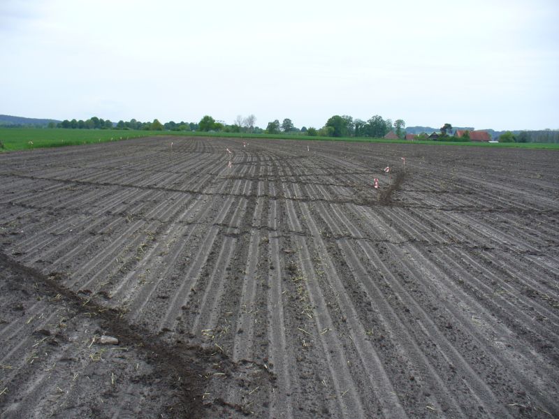 Maislabyrinth Venne 2014 - Fotogalerie - 4 von 100