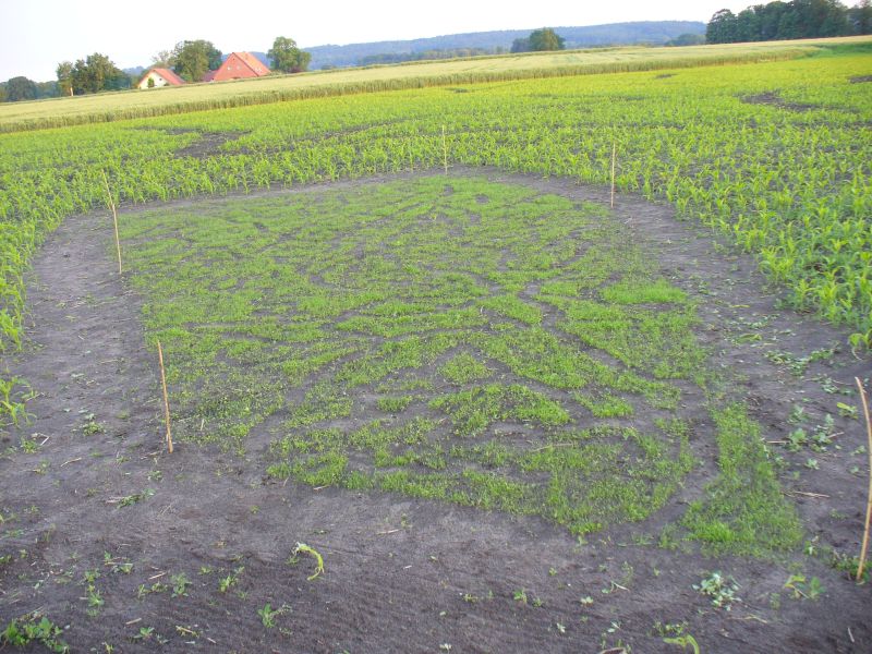 Maislabyrinth Venne 2014 - Fotogalerie - 11 von 100