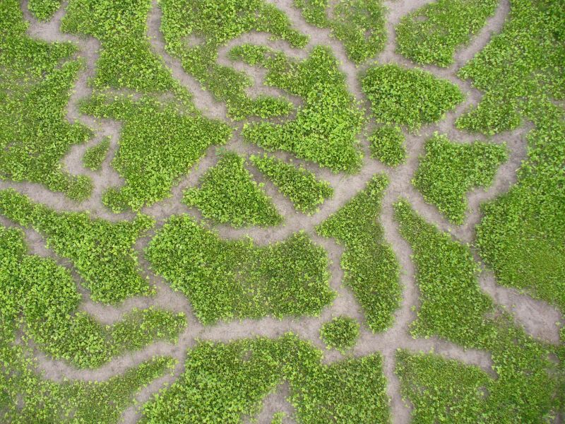 Maislabyrinth Venne 2014 - Fotogalerie - 43 von 100