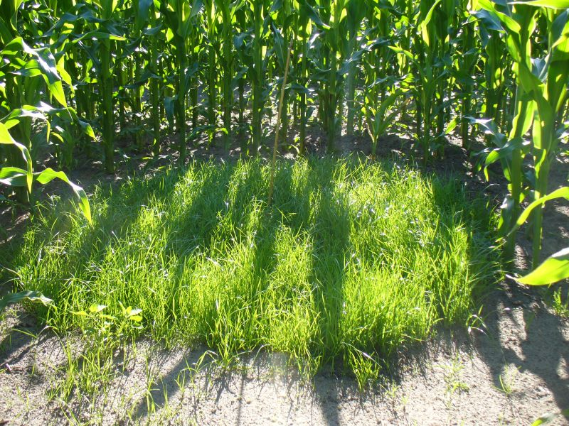 Maislabyrinth Venne 2014 - Fotogalerie - 56 von 100