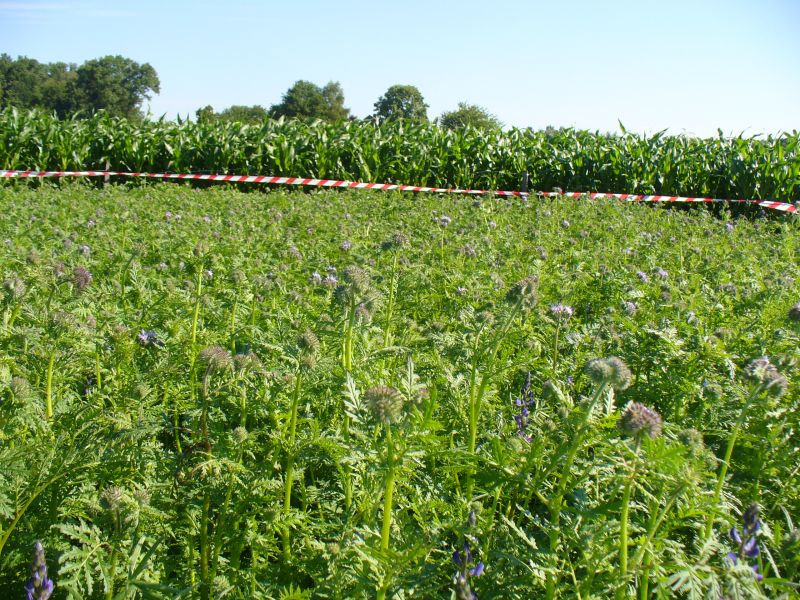 Maislabyrinth Venne 2014 - Fotogalerie - 58 von 100