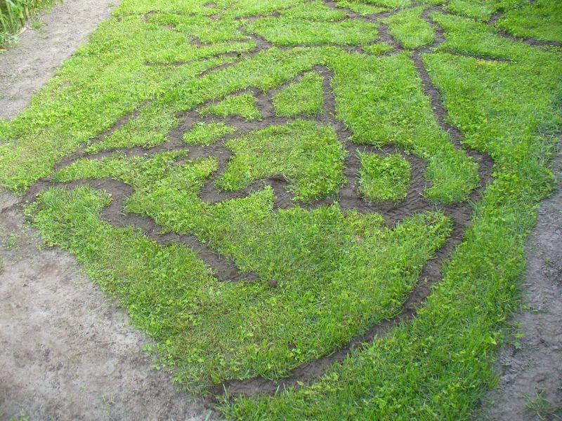 Maislabyrinth Venne 2014 - Fotogalerie - 73 von 100