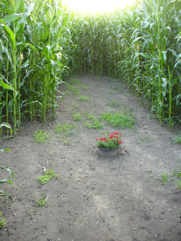 Maislabyrinth Venne 2014 - Fotogalerie - 76 von 100