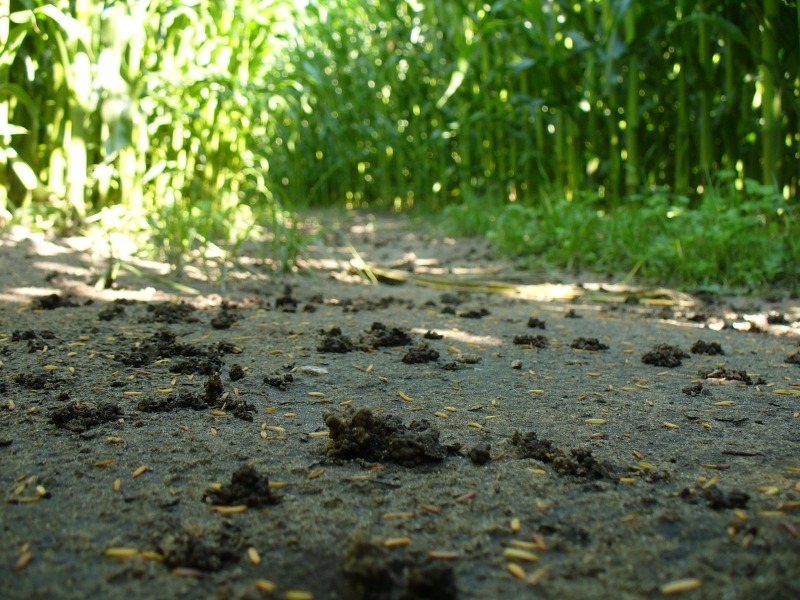 Maislabyrinth Venne 2014 - Fotogalerie - 79 von 100