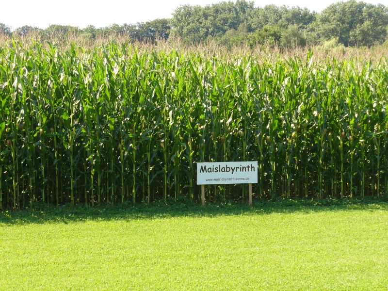 Maislabyrinth Venne 2014 - Fotogalerie - 80 von 100