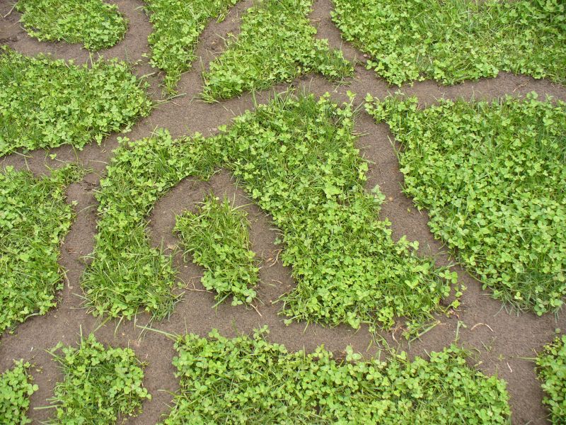 Maislabyrinth Venne 2014 - Fotogalerie - 83 von 100