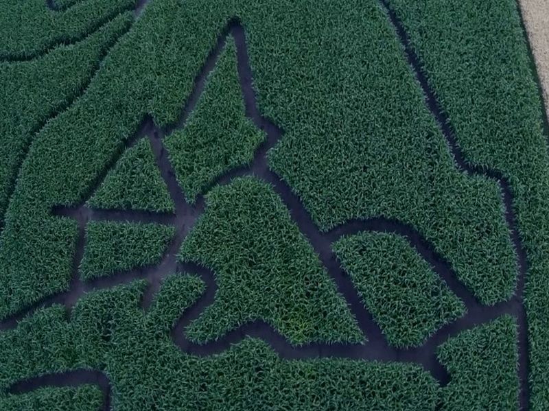 Maislabyrinth Venne 2014 - Fotogalerie - 64 von 100