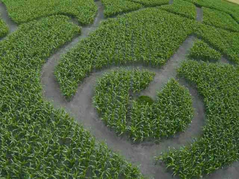 Maislabyrinth Venne 2014 - Fotogalerie - 49 von 100