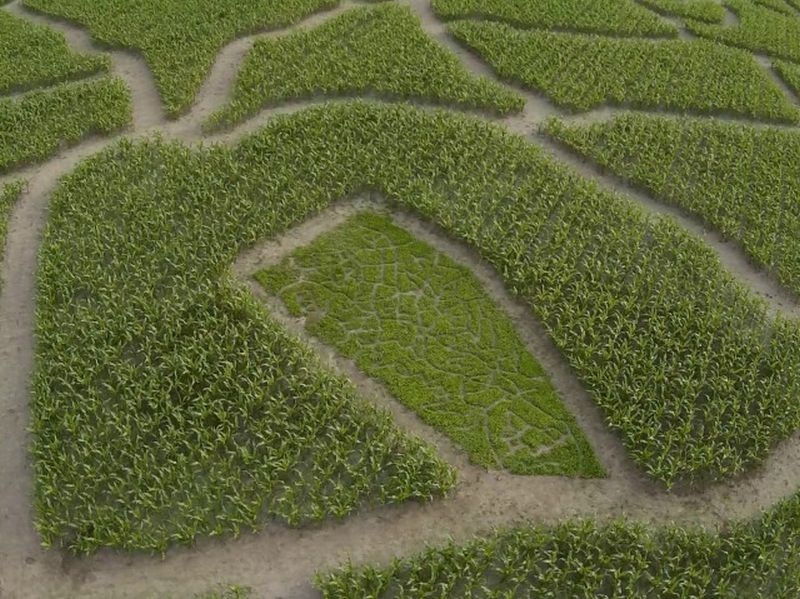 Maislabyrinth Venne 2014 - Fotogalerie - 41 von 100