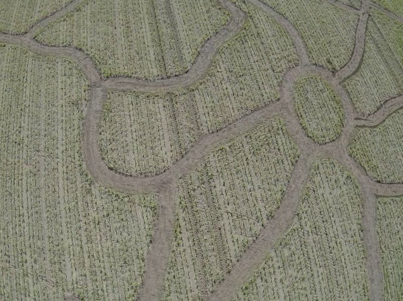 Maislabyrinth Venne 2014 - Fotogalerie - 21 von 100